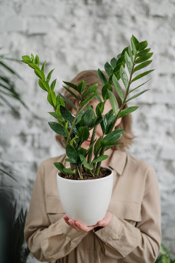Jakie są najmodniejsze instagramowe rośliny? Podpowiadamy!