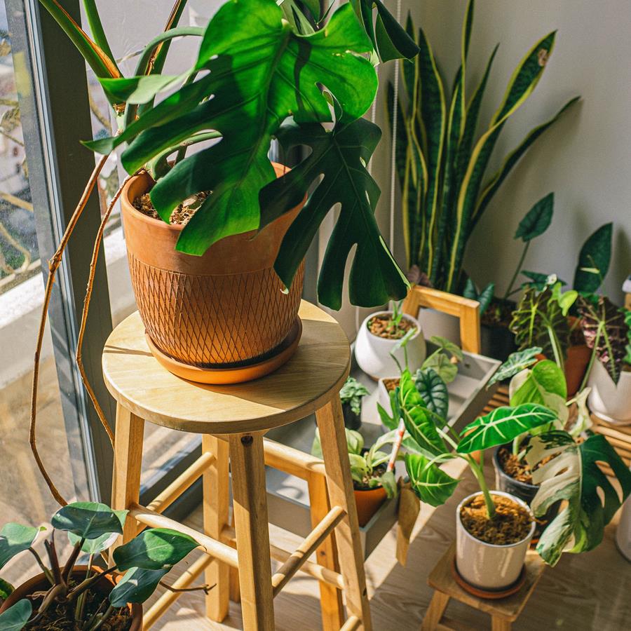 Cztery najmodniejsze rośliny, które warto mieć w domu
