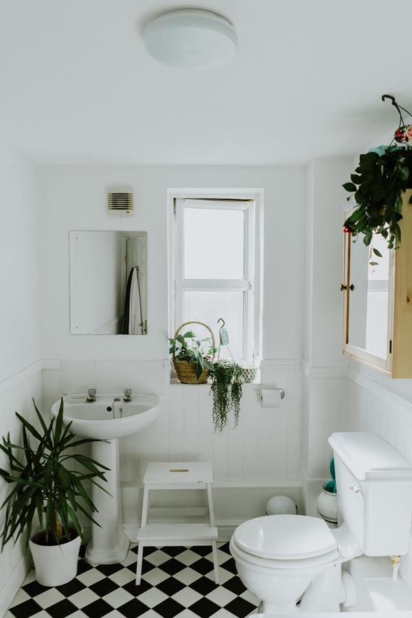 Jakie rośliny wybrać do łazienki?
