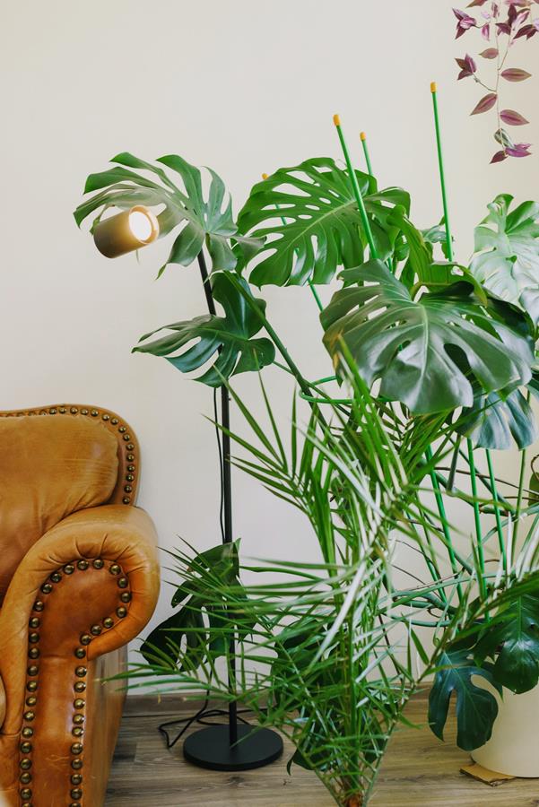 Te rośliny skutecznie oczyszczają powietrze w mieszkaniu